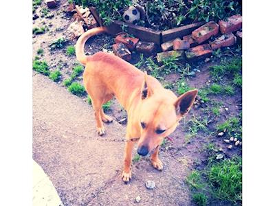 Niko, life chained in Auckland