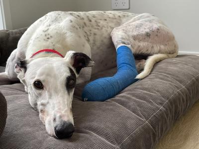 Sweet Susie Needs Your Help This Summer