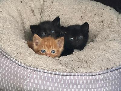 Help stray cats and kittens in Auckland