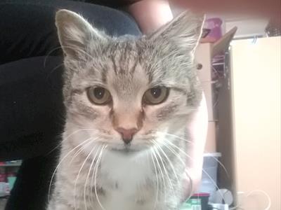 Comet and Peanut are going to the dentist!