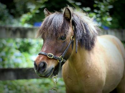 Rev Up Hope: Fund a Quad Bike for HRF