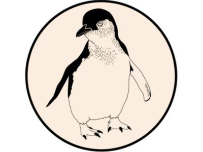 Kororā / Little Penguin