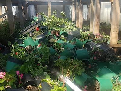 Help Fix Khaled's Garden