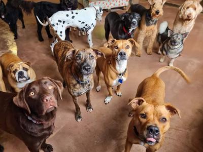 Pets at Whitford Jammie in July