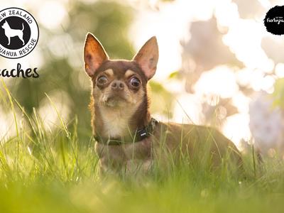 Peaches CT, Spinal Tap and Spay Fundraiser!