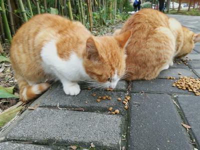 Improve living conditions for stray cats