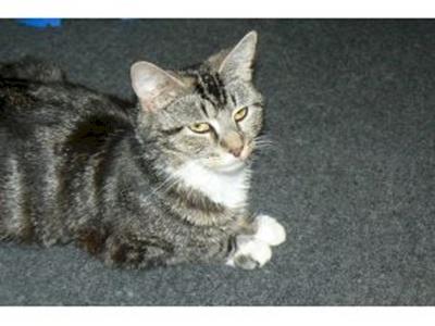 Raising Funds For Desexing One Female Cat 