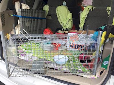 Please help us to pay for 10 humane traps to keep rescuing cats and kittens in Dunedin.