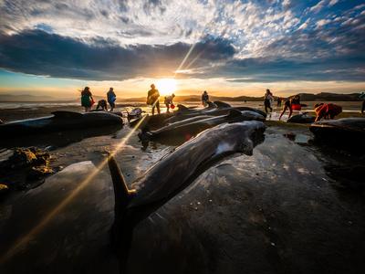 URGENT HELP! Whale Rescue Equipment for Project Jonah