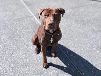 A safe home for Toblerone (Toby)
