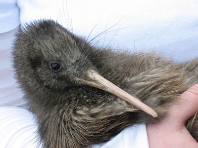 Purangi Kiwi Project