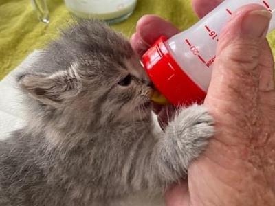 Morrinsville Cat Rescue Trust