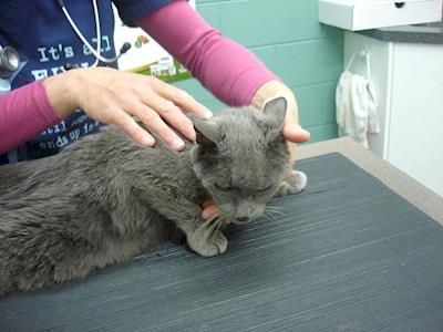 Please help Sylvester to get back to health!