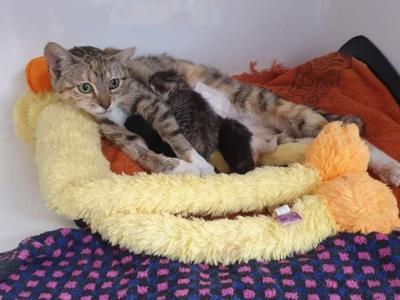 Help Laura to help vulnerable kitties in the Porirua region