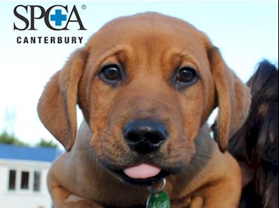 Team SPCA Canterbury - Mud Sweat and Tears