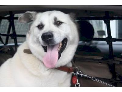 Sabre's Cruciate Ligament Operation and Aftercare