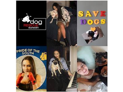 Boxing to Save Dunedin Dogs