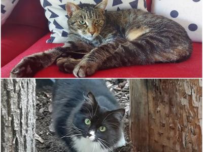 Patella Surgery for Cat Rescue Cats Frank and Pandora