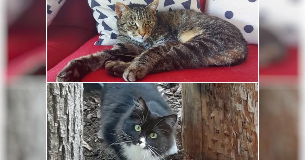 Patella Surgery for Cat Rescue Cats Frank and Pandora Givealittle