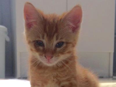 Timmy the rescue kitten's eye operation fundraising