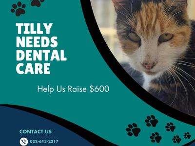 Help Tilly Smile Again — Dental Surgery Appeal