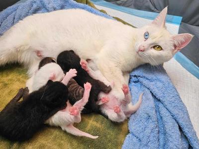 The South Islands most vulnerable  felines