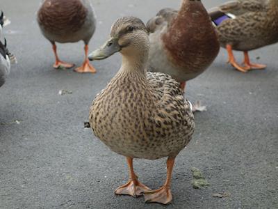 Wellington Bird Rehabilitation Trust