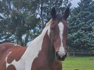 Help us bring Olly to DRDA