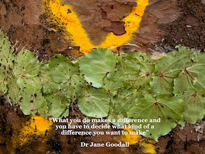 Keep our Kauri Standing