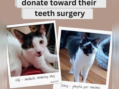 Villi and Inky have severe gingivitis and need dental surgery