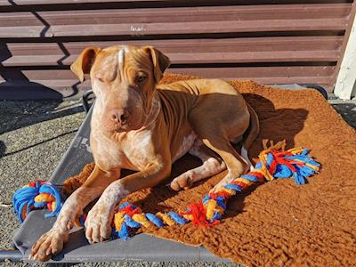 A chance for Louis! Head Shave for Tim!