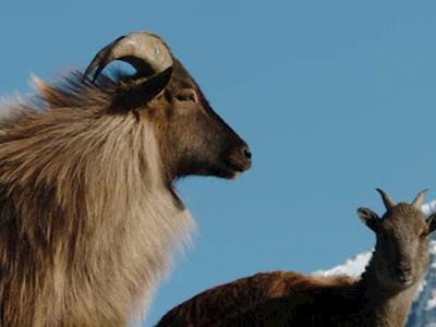 Cut your Hair for the Tahr Cull.