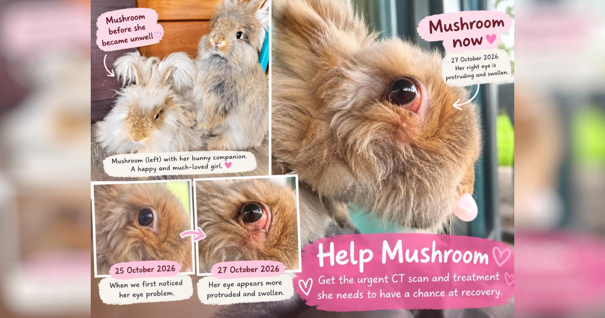 Help Mushroom the Angora Rabbit Get the Scan and Treatment She Needs ...