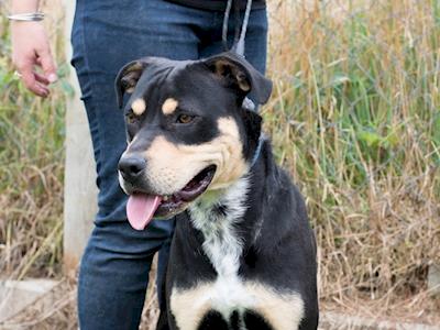 Kujo's journey to a better life