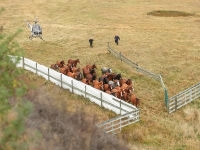 Save a Wild Horse from the 2024 Kaimanawa Horse Muster