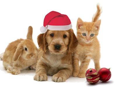 Christmas Cheer for Bay of Islands Animal Rescue - Help them by helping us.