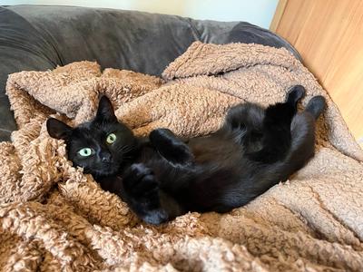 Sooti needs your help!