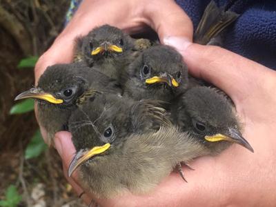 Hihi Conservation Charitable Trust