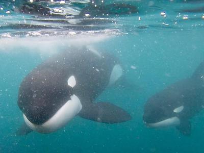 Grace's Birthday Fundraiser