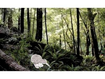 The Brook Waimarama Sanctuary