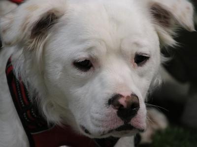 Paws Restart Animal Rescue