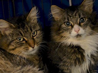 Please help ARNNZ to pay spay/neuter bills for Liz's workplace colony cats!