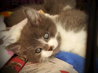 Kitten Inn 2019 Street Day Appeal.