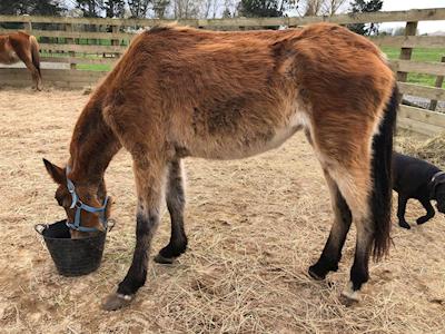 Righting a Wrong - Cruelty at its worst.