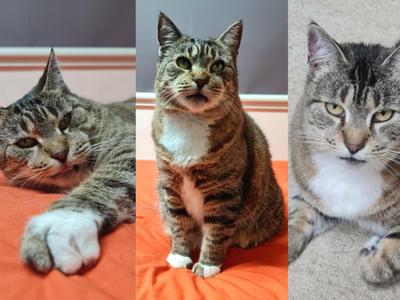 🐈‍⬛PLEASE HELP SWEET MUMSY🐈‍⬛