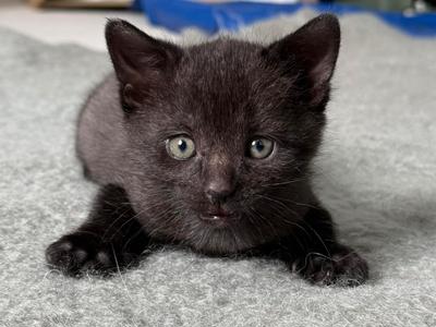 Pōneke Ngeru Rescue Trust