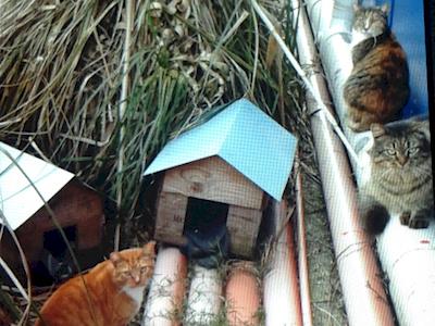 A sad eviction -these cats have lost their much-loved home