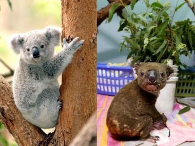Fundraising  Australia Wildlife Animals After care