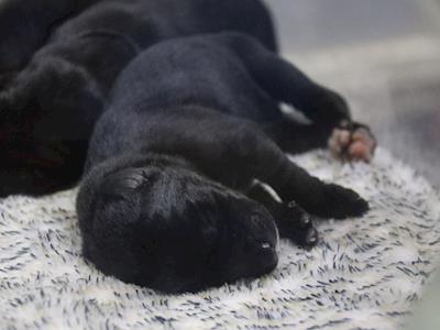 Country Retreat Animal Shelter needs help creating a puppy shelter