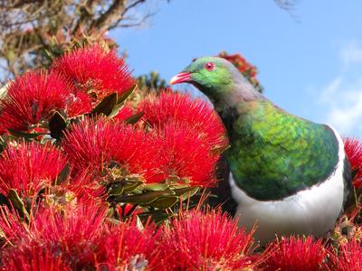 Meri Kirihimete Kererū! Please help us finish our Kererū Flight Aviary!